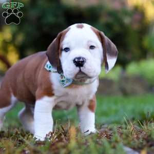 Miles, Beabull Puppy